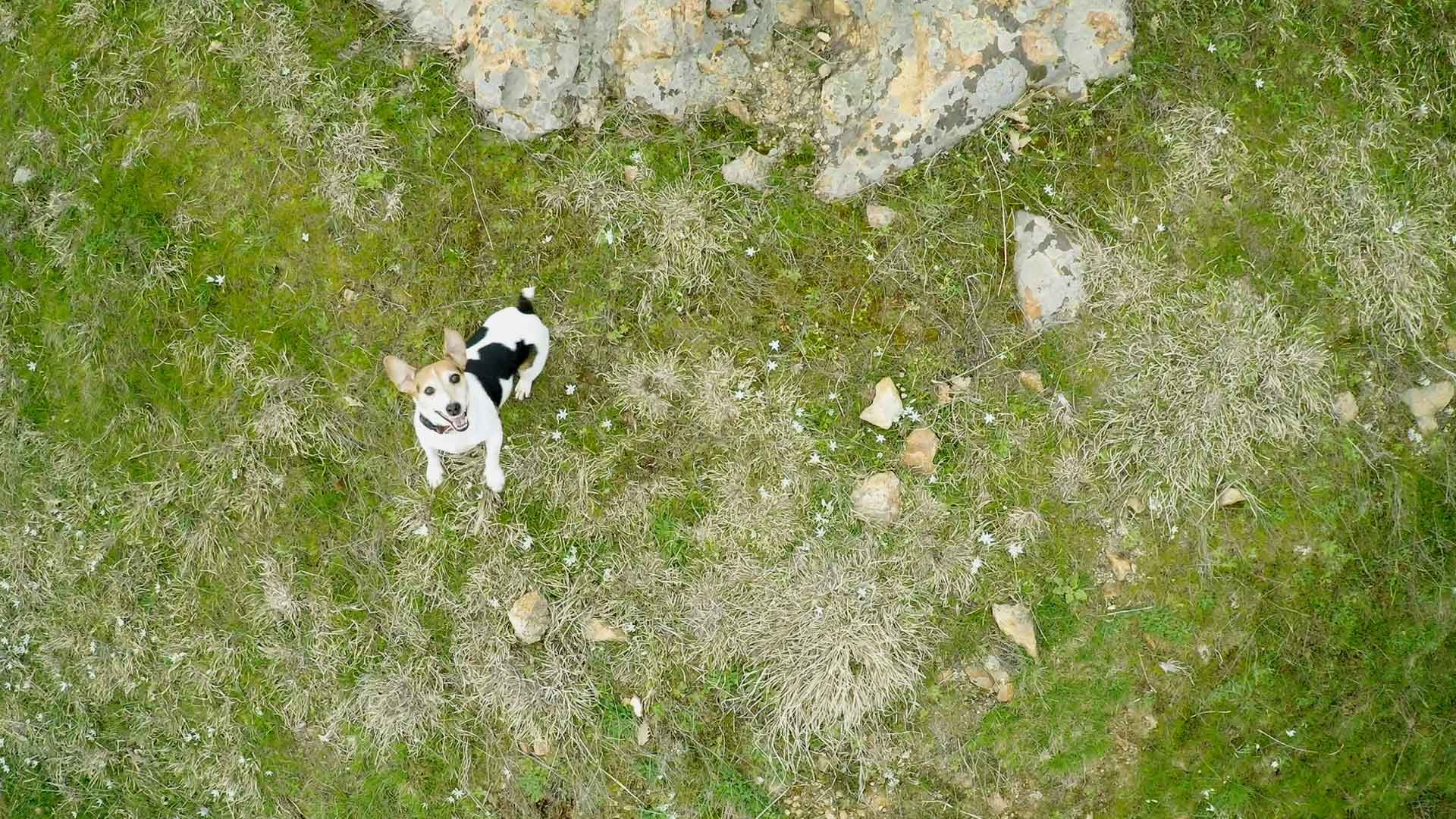 Video thumbnail for blog post about Drones showing stock footage of a dog, compiled and edited by Serious Content, London