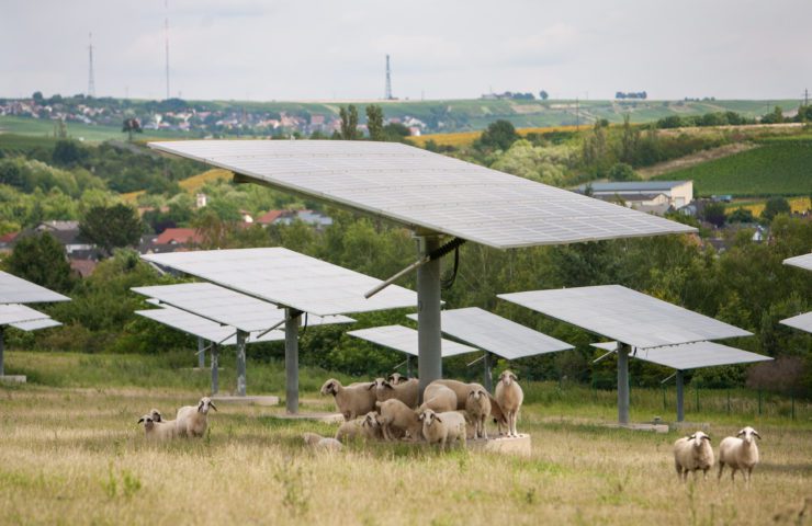 Solar panels and sheep, an environmentally positive partnership to illustrate article on fashion and sustainability - image courtesy Adobe Stock